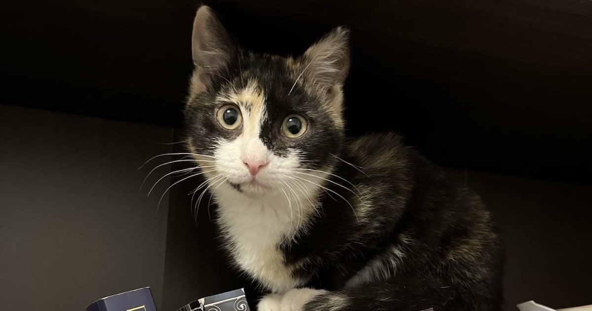 Heb jij Aïko, Winnie of Raja gezien? Deze drie huisdieren worden in Weert vermist