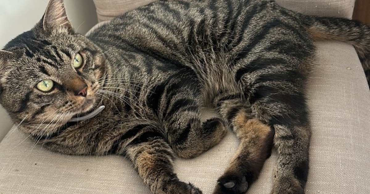 Heb jij Lucy gezien? Dit huisdier wordt in Noordwijk vermist