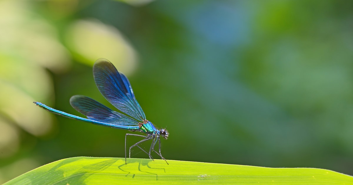 Libellen spotten op de Kalmthoutse Heide: “Ontdek de kleurrijkste insecten van het Grenspark”