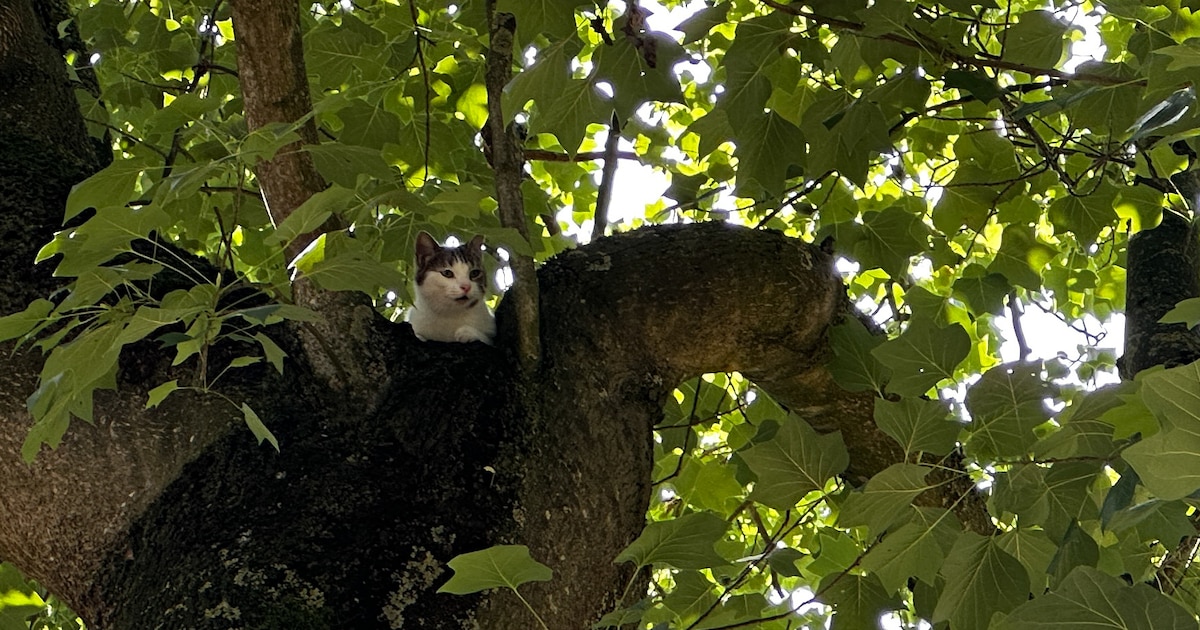Kat vast in hoge boom in Emmen, brandweer redt dier met hoogwerker | 112 nieuws Emmen