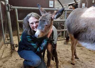 Ezeltje strek je! Op de Balijhoeve is veulentje Tommy geboren