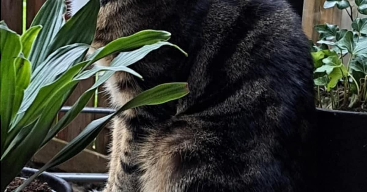 Heb jij Simba of Diva gezien? Deze twee huisdieren worden in Nieuwegein vermist