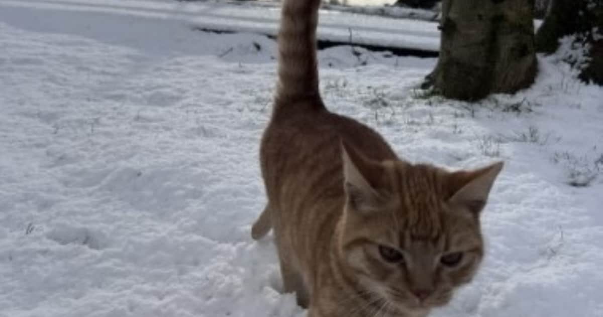 Heb jij Pietje of Flip gezien? Deze twee huisdieren worden in Opsterland vermist