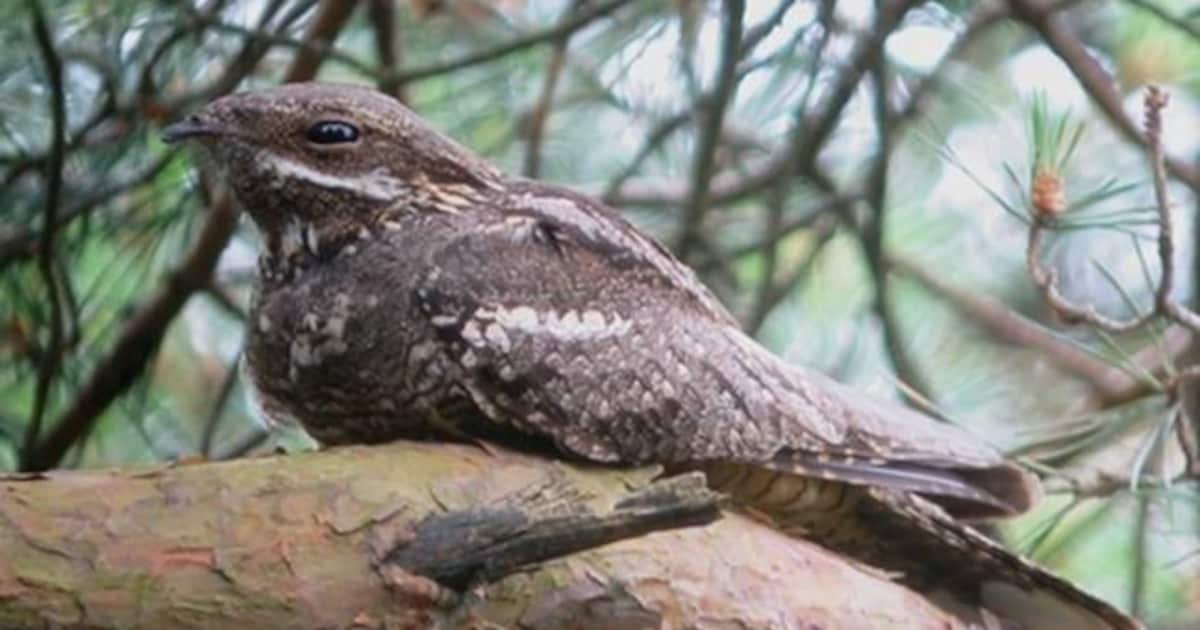 Excursie 'op zoek naar de nachtzwaluw' op Strabrechtse Heide van Vogelwerkgroep IVN Mierlo