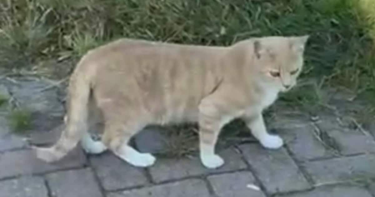 Heb jij Fudge gezien? Dit huisdier wordt in Harlingen vermist