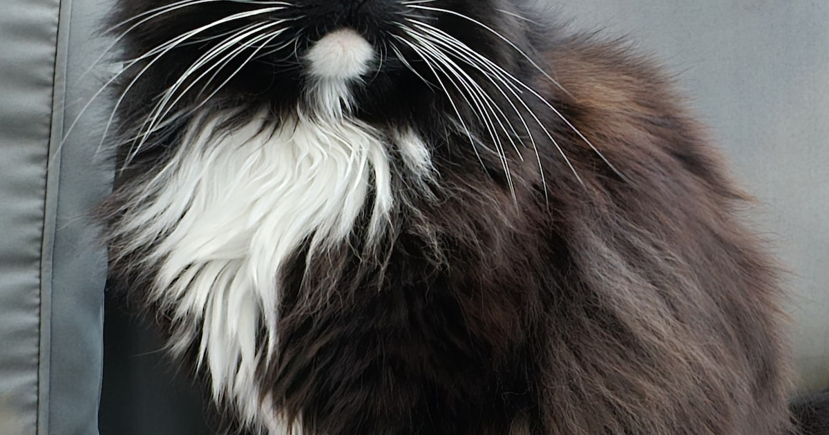 Heb jij Luna of Lilo gezien? Deze twee huisdieren worden in Assen vermist