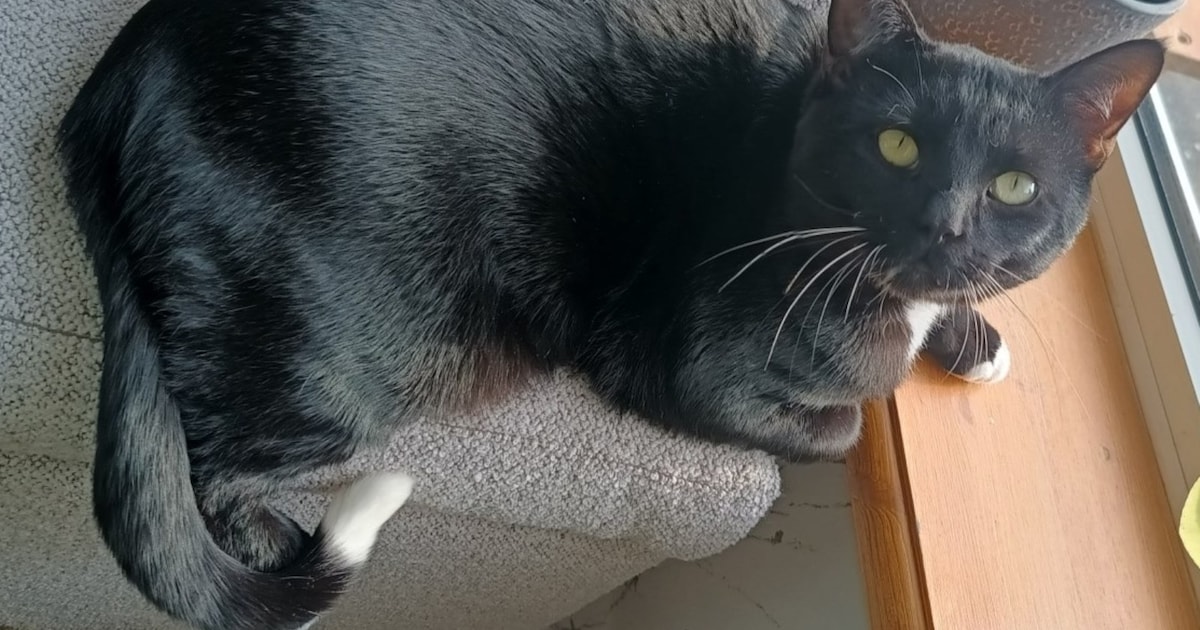 Heb jij Berend of Ninkynonk gezien? Deze twee huisdieren worden in Dijk en Waard vermist