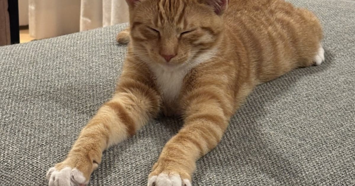 Heb jij Teddie gezien? Dit huisdier wordt in Heemstede vermist