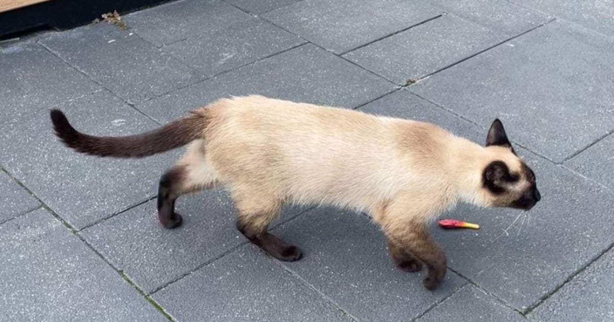 Heb jij Dima, Skittle of Luna gezien? Deze vijf huisdieren worden in Leiden vermist