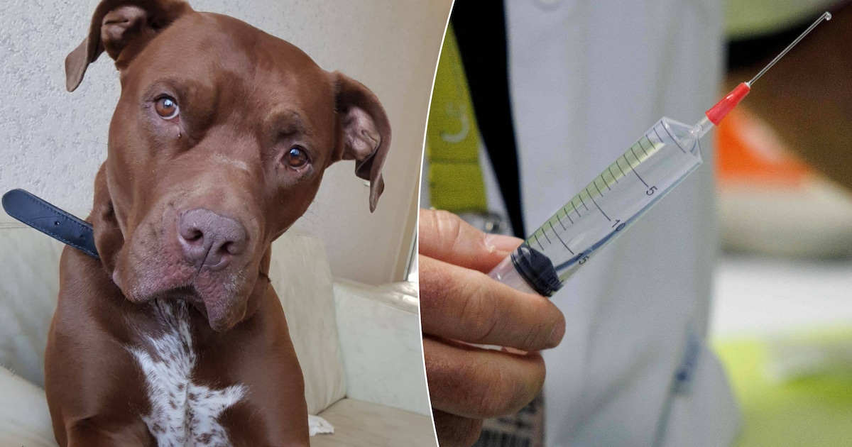 Amy moest worden ingeslapen na bijtincident: haar baasjes krijgen zelfs de as niet terug