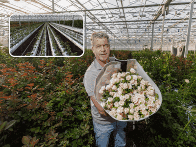 Hoe rozenkweker Arie van den Berg miljoenen bloemen per dag laat knippen en toch onder druk staat