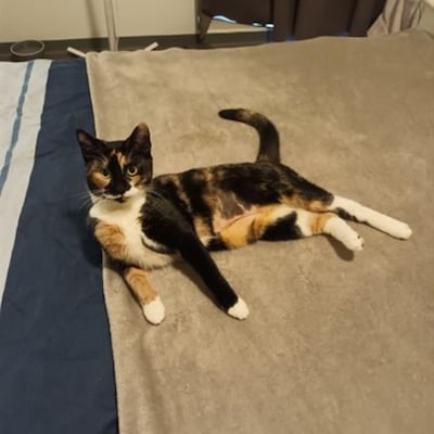 Heb jij Nacho, Lilly of Droppie gezien? Deze zes huisdieren worden in Zwolle vermist