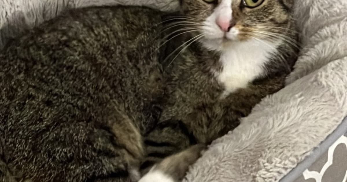 Heb jij Katje of Zorro gezien? Deze twee huisdieren worden in Zeist vermist