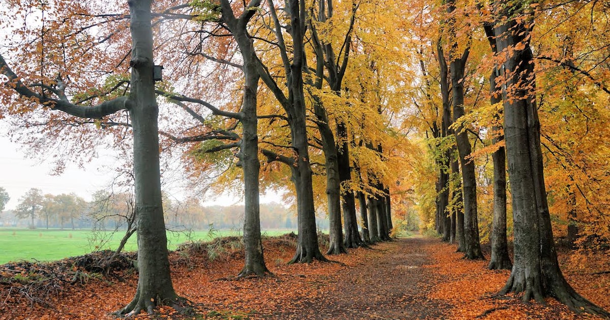 IVN Helmond houdt herfstwandeling in Het Goor