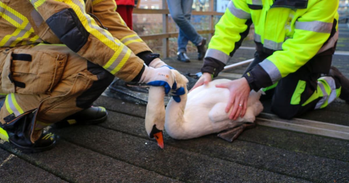 De hulpdiensten hebben zondag meerdere dieren in nood geholpen in Saasveld en Almelo