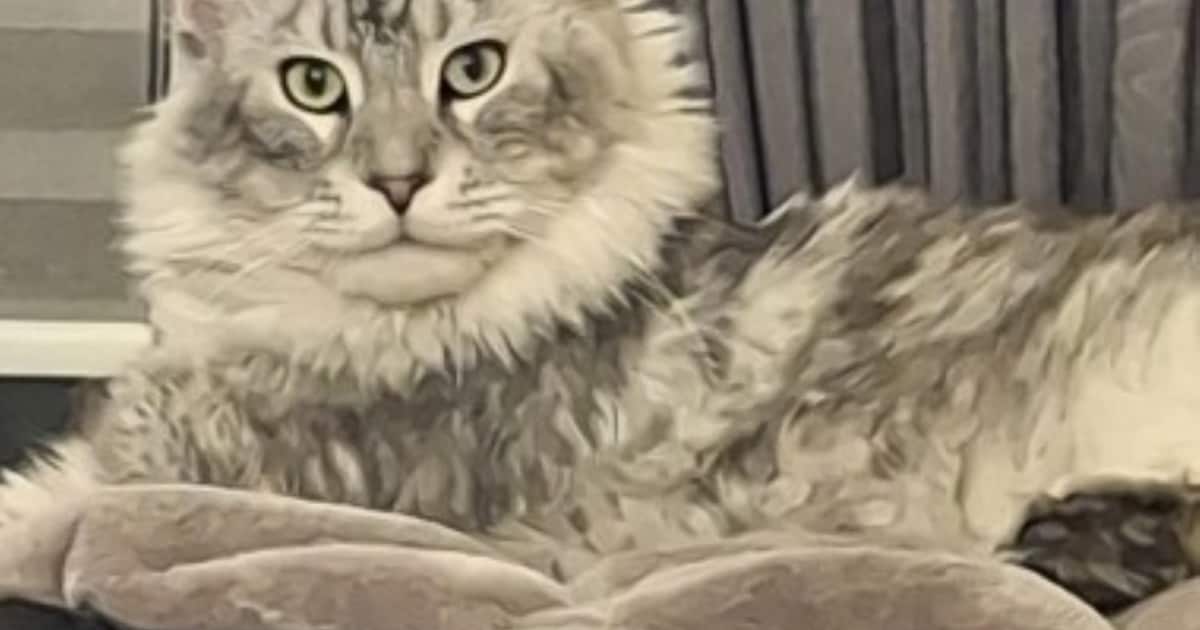 Heb jij Tyson of Loetje gezien? Deze twee huisdieren worden in Goeree-Overflakkee vermist