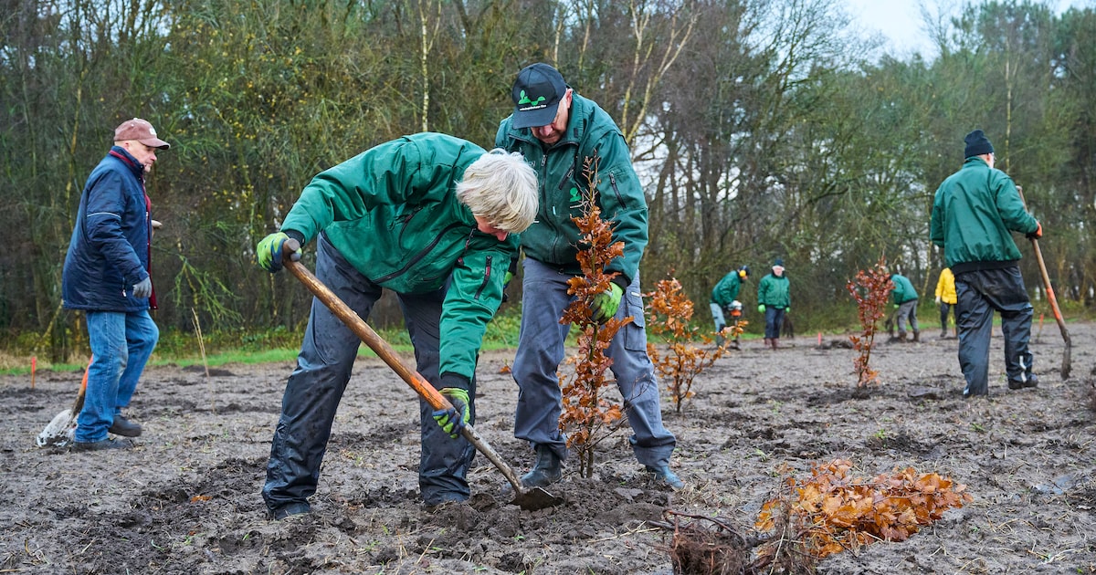 Oogst jonge boompjes in Nuis: bewoners kunnen zich aanmelden