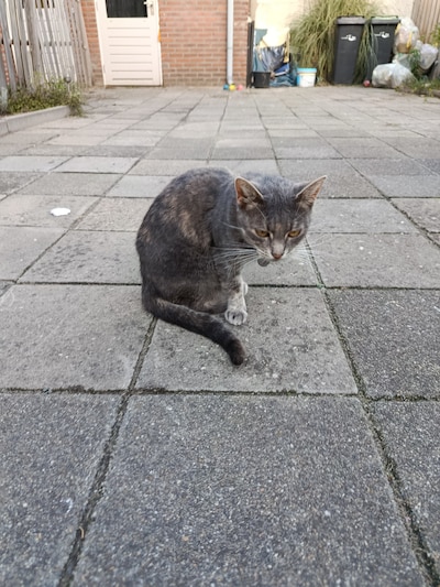 Heb jij Siep, Akela of Duco gezien? Deze acht huisdieren worden in Oss vermist