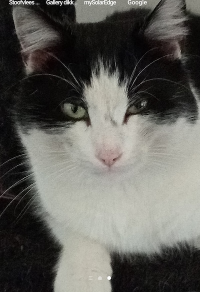 Heb jij Truuske of Pixel gezien? Deze twee huisdieren worden in Oss vermist