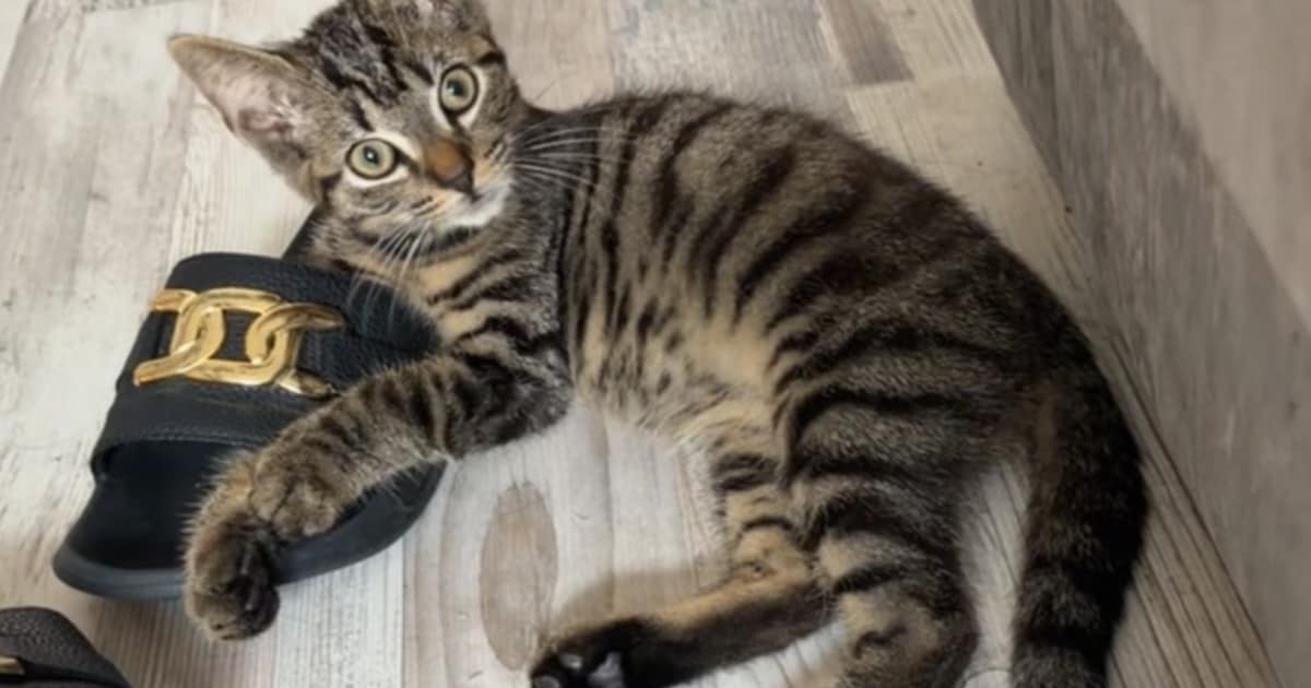 Heb jij Freddie gezien? Dit huisdier wordt in Maassluis vermist
