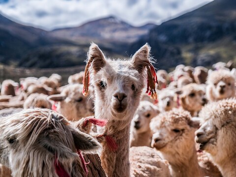 Kinderen, dieren en een beetje geluk zorgen voor de mooiste zomerfoto&rsquo;s