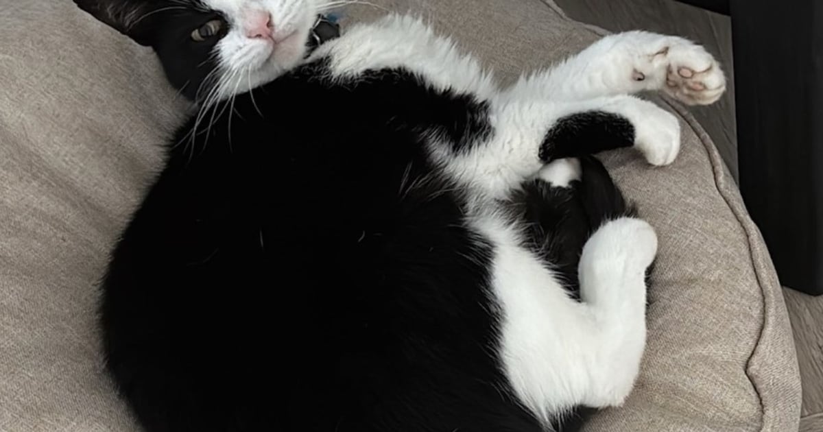 Heb jij Wonder of Chucky gezien? Deze twee huisdieren worden in Midden-Drenthe vermist