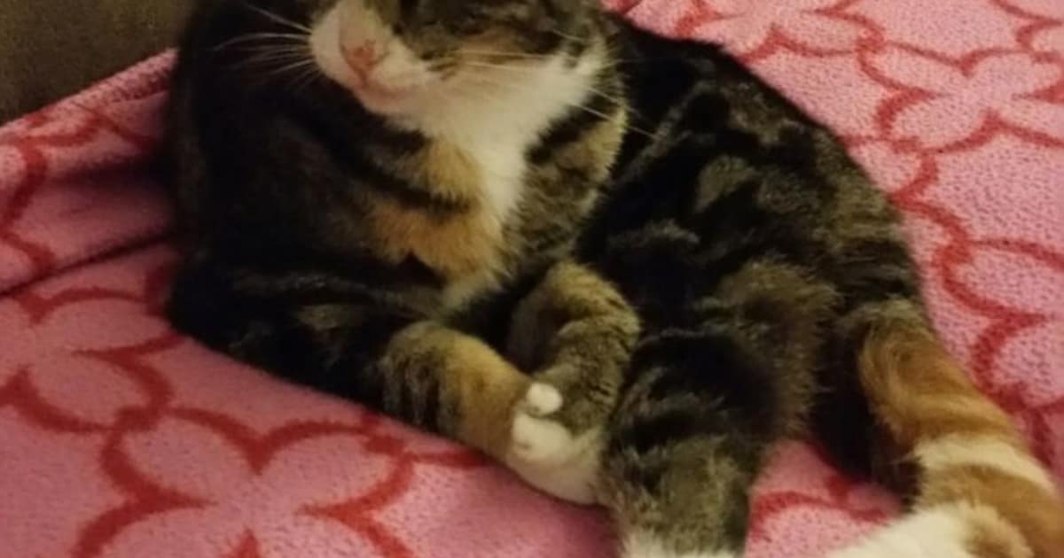 Heb jij Misty gezien? Dit huisdier wordt in De Wolden vermist