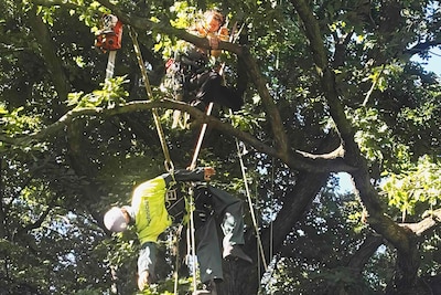 In het Volkspark hangt volgende week een pop in de boom en dit is waarom
