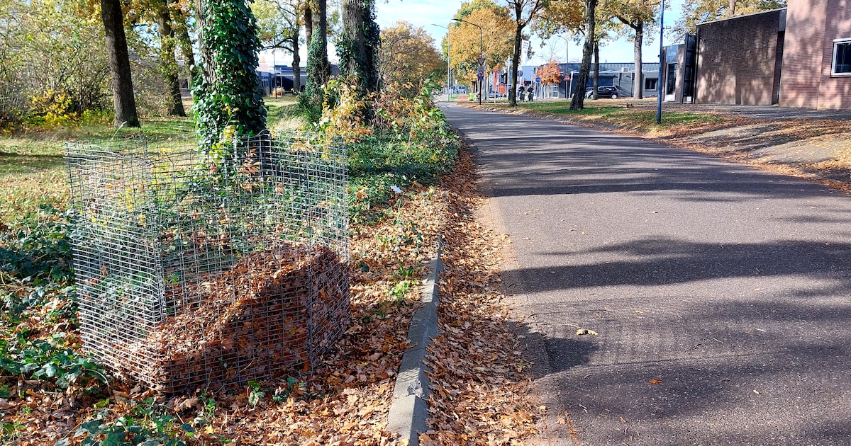 Gemeente Someren plaatst bladkorven eerder door vroege bladval