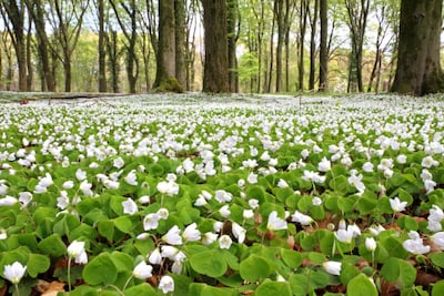 Zondagochtendwandeling op landgoederen bij Arnhem