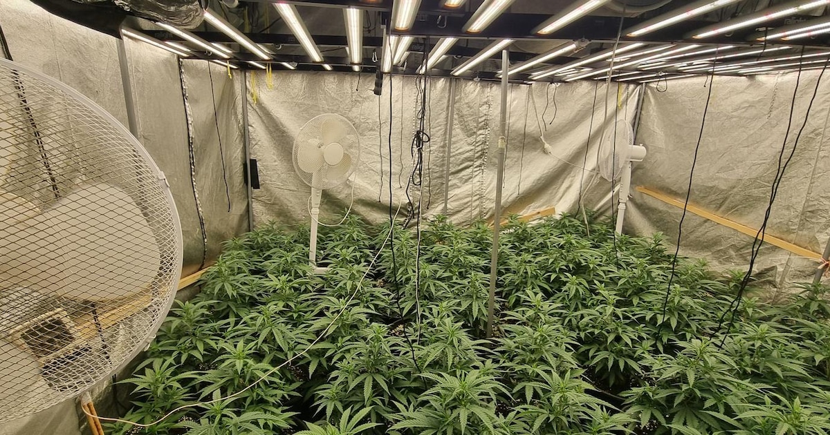 Meer dan 200 wietplanten in flatgebouw in Zaandam: 'Kerstboom eruit, kamerplant erin'