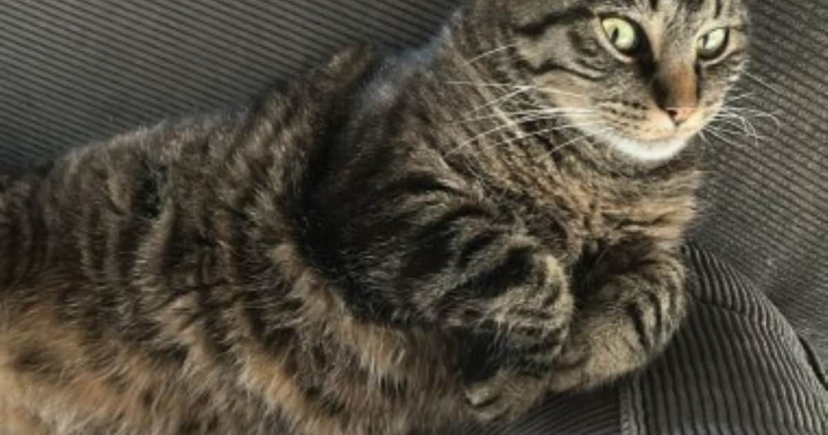 Heb jij Puck of Teun gezien? Deze twee huisdieren worden in Montfoort vermist