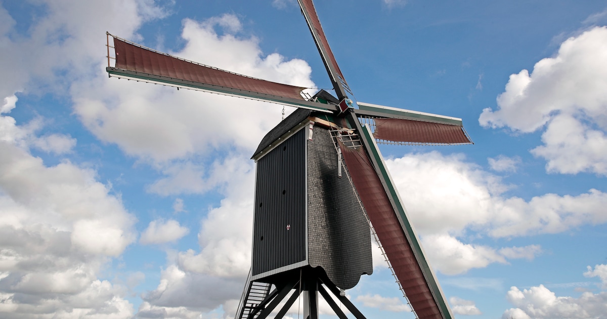 En zo kwam de Brielse molen veertig jaar geleden terug: jubileum ’t Vliegend Hert