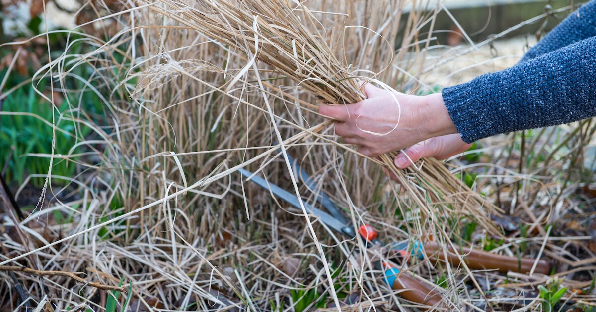 Essen roept inwoners op om hagen en bomen te snoeien: “Iedereen moet veilig gebruik kunnen maken van