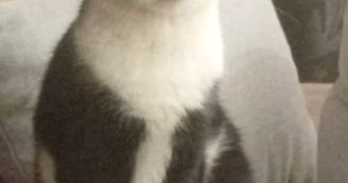 Heb jij Malibu, Siep of Boef gezien? Deze vier huisdieren worden in Medemblik vermist