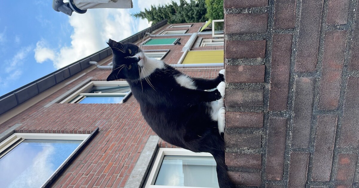 Heb jij Drop gezien? Dit huisdier wordt in Woudenberg vermist