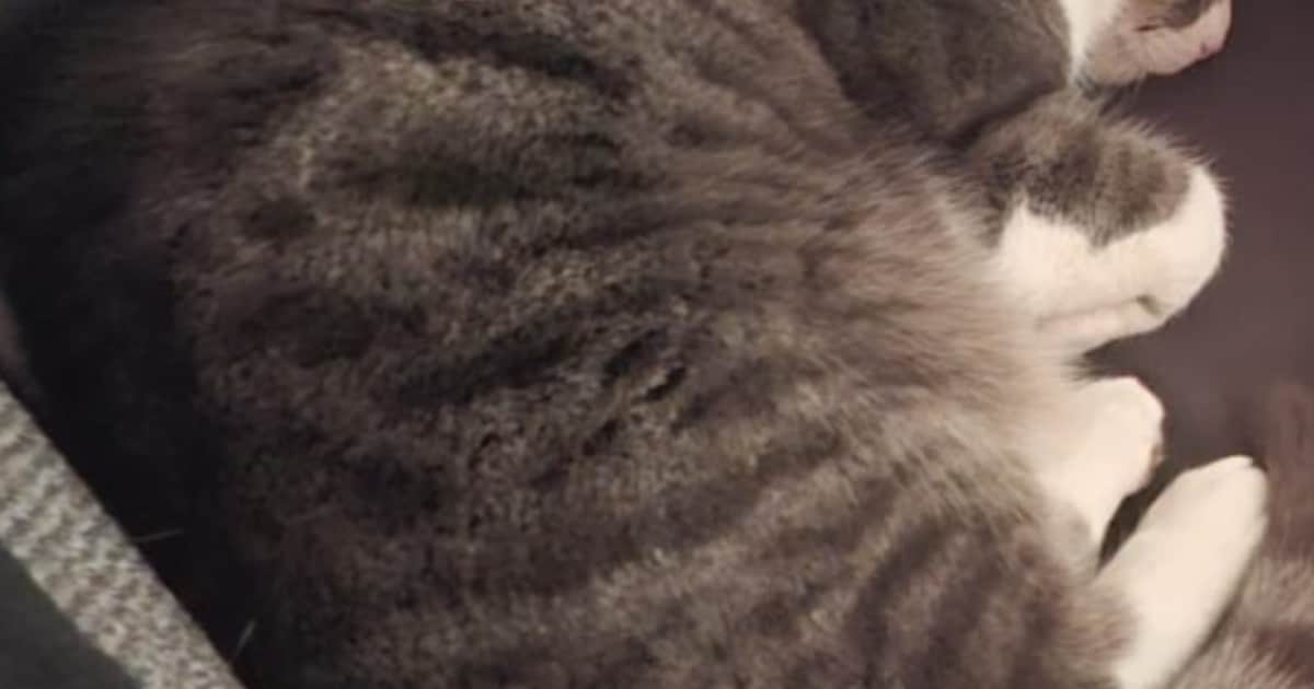 Heb jij Streepje gezien? Dit huisdier wordt in Meppel vermist