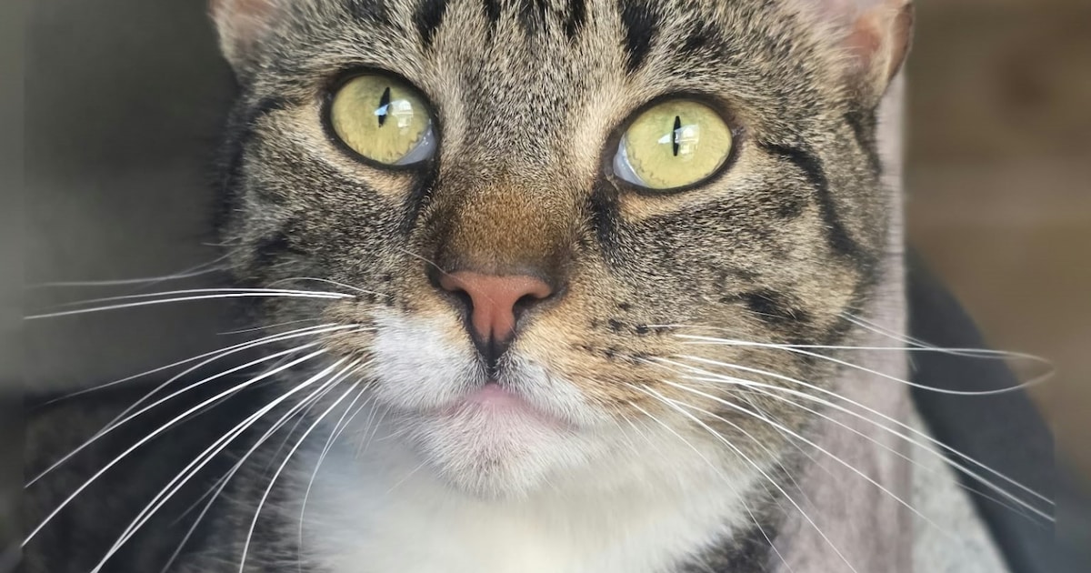 Heb jij Nacho gezien? Dit huisdier wordt in Zuidplas vermist