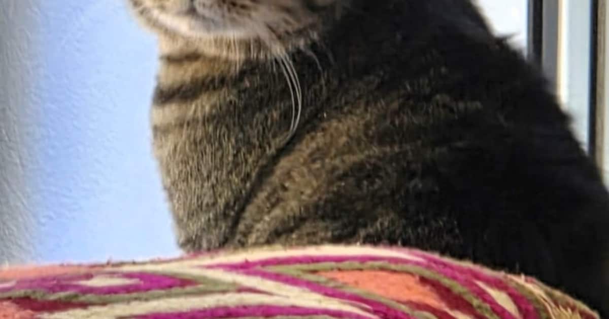 Heb jij Tommie gezien? Dit huisdier wordt in Westervoort vermist