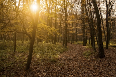 Bosonderhoud start in Oostappense bossen in Ommel