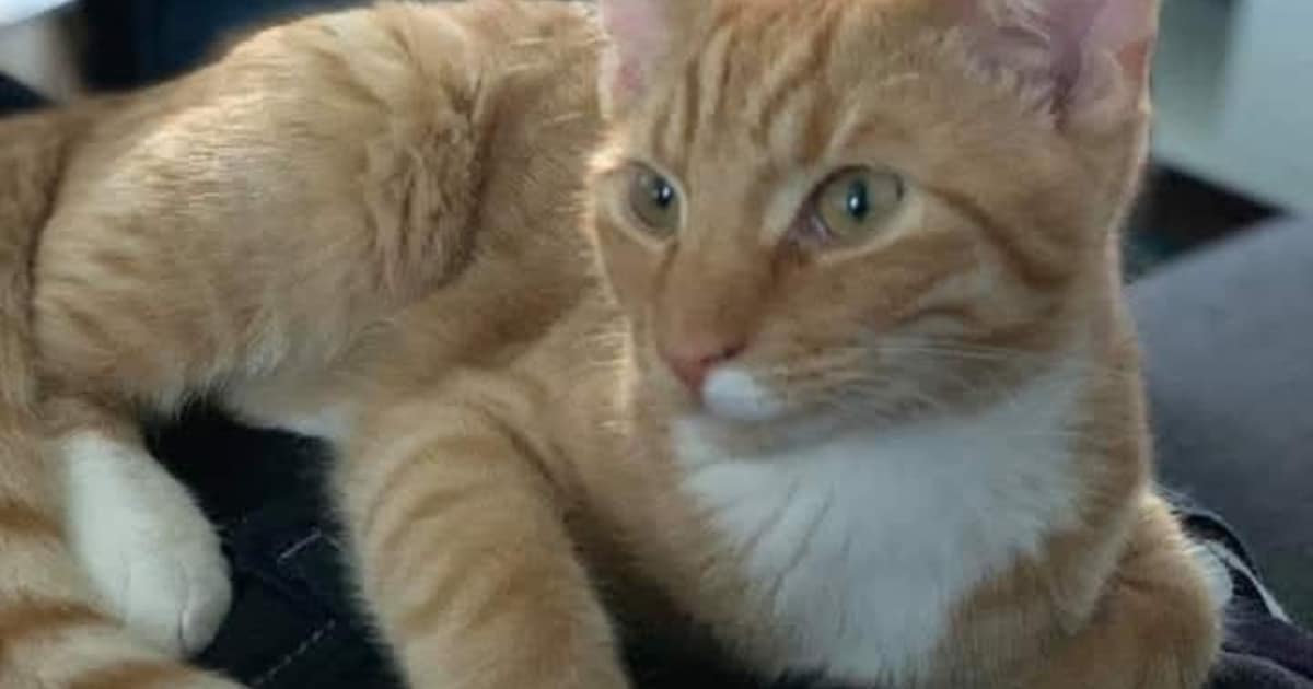 Heb jij Siepie, Lief of Louis gezien? Deze vijf huisdieren worden in Schagen vermist