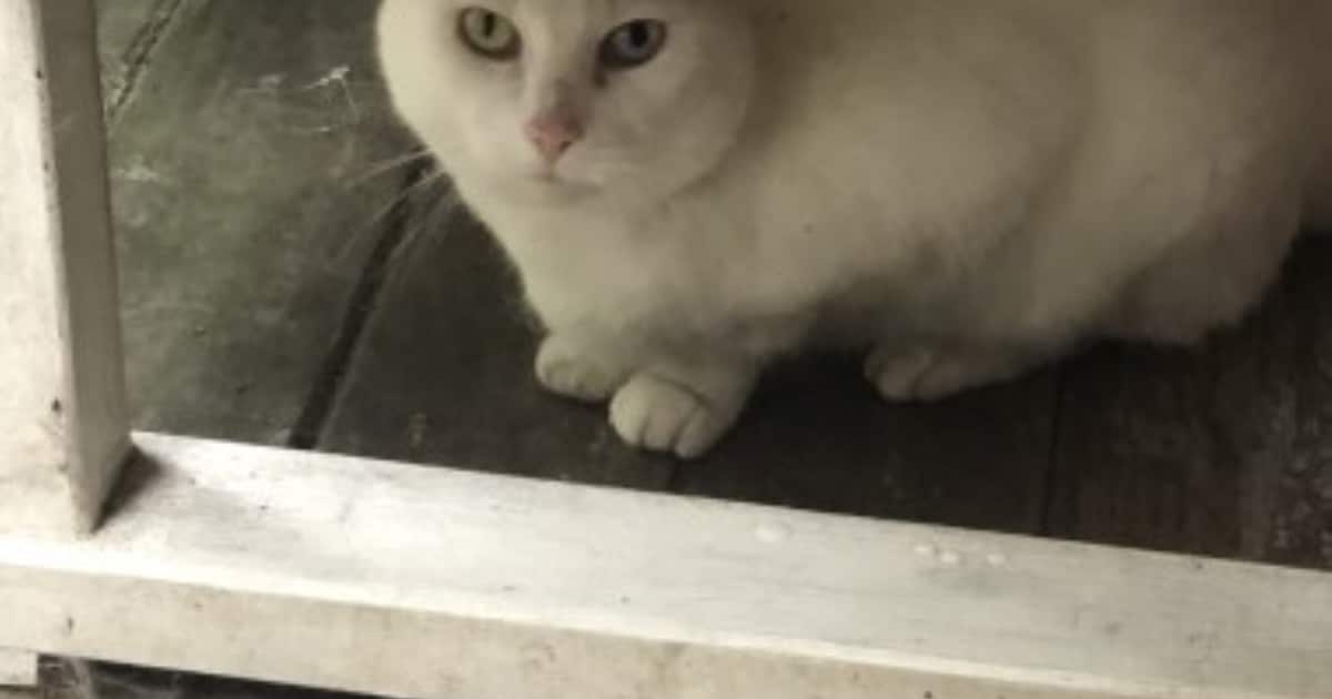 Heb jij Witje gezien? Deze twee huisdieren worden in Doetinchem vermist