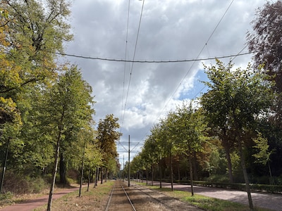 Hart voor Den Haag verrast door investering in nieuwe eekhoornbruggen: ‘Zijn grotere problemen in de
