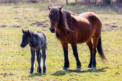OERRR houdt excursie naar IJslandse paarden op Veluwezoom