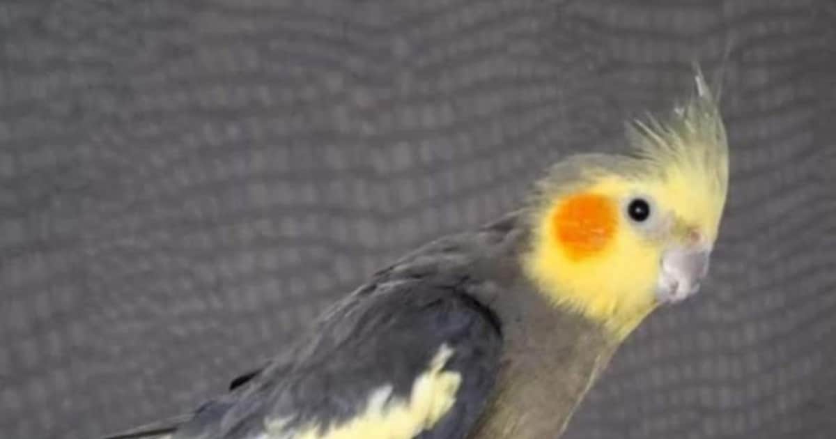 Heb jij Sammie gezien? Dit huisdier wordt in Katwijk vermist