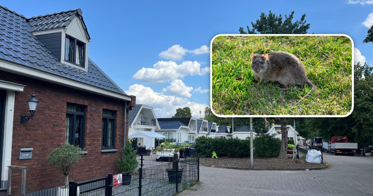 www.ad.nl