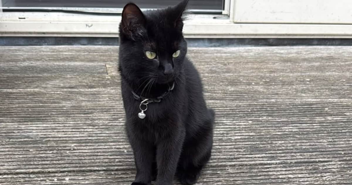 Heb jij Puma of Lilo gezien? Deze twee huisdieren worden in Beverwijk vermist