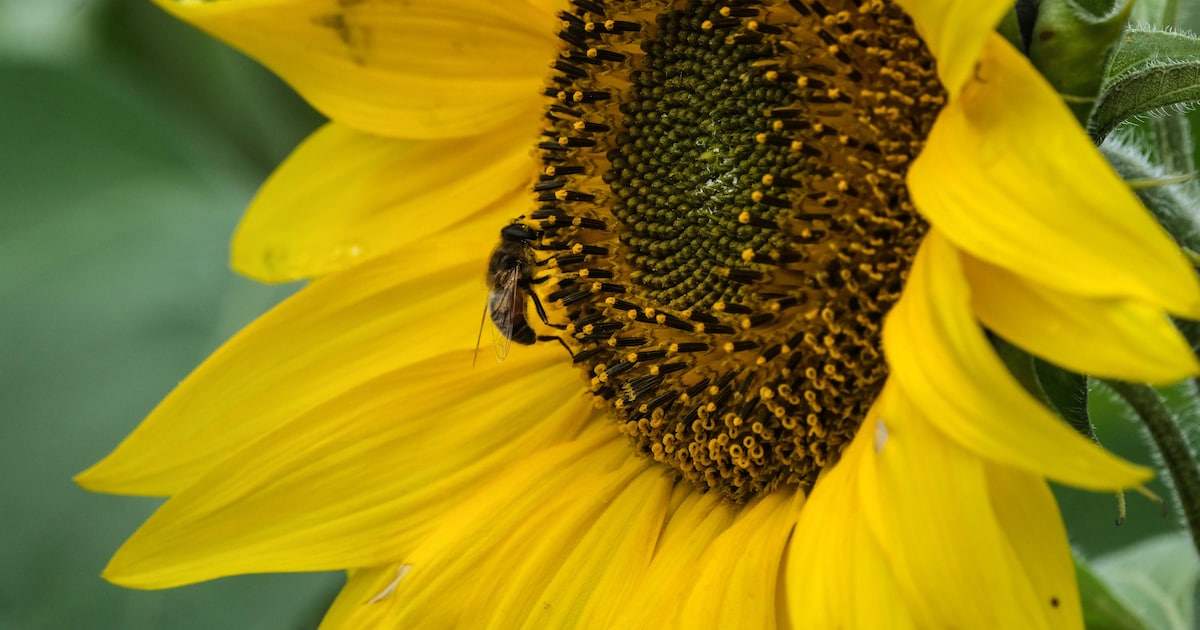 Milieuraad Stabroek deelt gratis zonnebloemzaadjes uit