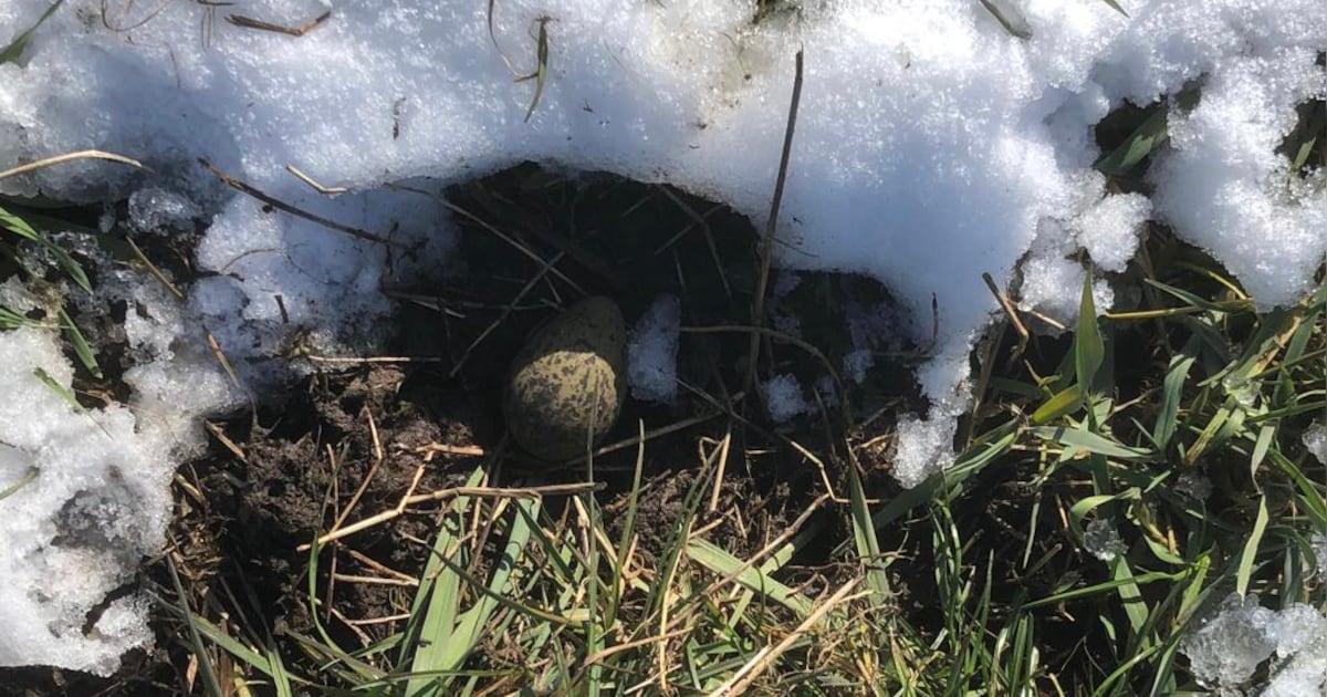 Eerste kievitsei van Limburg gevonden in Nederweert