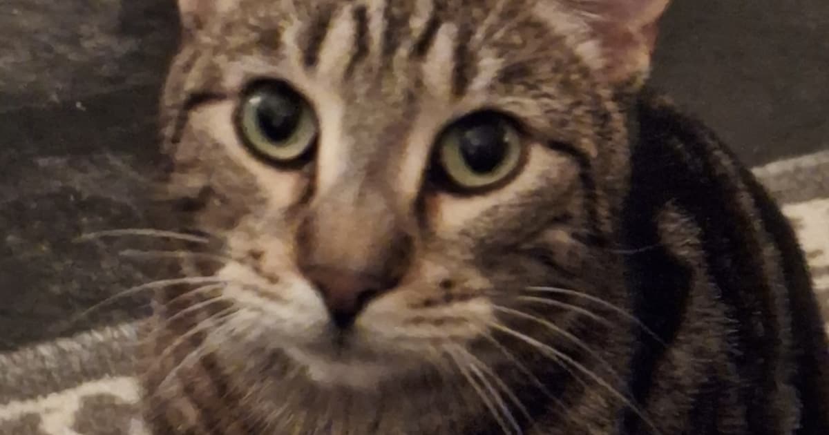 Heb jij Loki gezien? Dit huisdier wordt in Veendam vermist